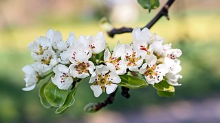 apple-blossoms-1368195__180.jpg