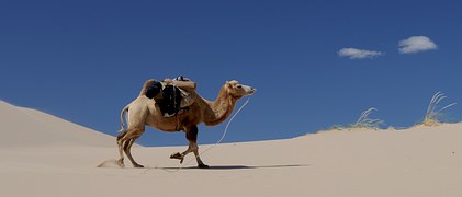 camel-692648__180.jpg